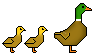 Duck